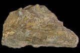 Permian Amphibian (Eryops) Partial Sacrum Fossil - Texas #155167-1